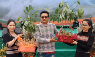 Đấu giá 4 kg sâm Ngọc Linh lấy tiền xây làng du lịch 