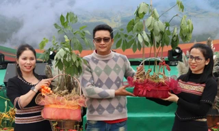 Đấu giá 4 kg sâm Ngọc Linh lấy tiền xây làng du lịch 