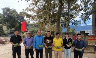 Kon Tum cấp phát miễn phí cây giống sâm Ngọc Linh cho hộ nghèo