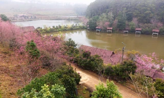 Măng Đen sẽ trở thành thị trấn mai anh đào