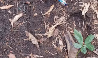 Hàng trăm gốc sâm Ngọc Linh bị đánh cắp