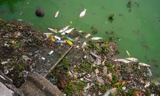 Cá chết nổi nhiều ngày ở hồ Tây, trôi dạt vào bờ, bốc mùi hôi thối.