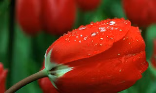 Vũ điệu của mùa xuân