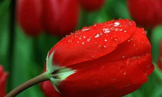 Vũ điệu của mùa xuân