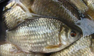 Cá diếc là 'thần dược' cho quý ông