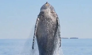 Cá voi khổng lồ nhảy múa trả ơn cứu mạng