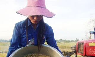 Cứu đói… giữa mùa gặt