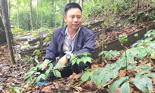 Liên kết trồng sâm quý dưới tán rừng già, lâm dân thu bạc tỷ