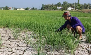 Hạn hán ở Nam Bộ ảnh Minh Họa