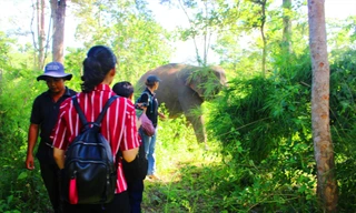 Du lịch voi thân thiện 