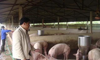 Thị trường lợn hơi và lợn thịt đang trong cơn khủng hoảng giá, ảnh hưởng đến người tiêu dùng Ảnh: Bình Phương 