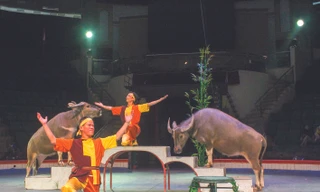 Những “nghệ sĩ” đặc biệt trên sân khấu xiếc Ảnh: Lê Kim