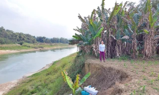 Vị trí mộ của bà Trần Thị Tròn phải dời đi khẩn cấp do đất đai bị tàu cát hút sạt lở