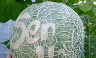 Sản phẩm dưa khắc chữ Sen Hồng của anh Trần Thanh Tiền. Ảnh: U.D