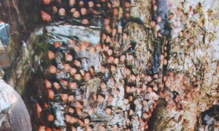 Công nhân khai thác yến huyết tại Khánh Hòa Ảnh: Nguyễn Lúc 