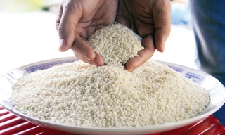 Hạt nếp đắng trắng ngần, tròn to dùng nấu bánh tét, bánh xoài xôi… Ảnh: Thanh Trần