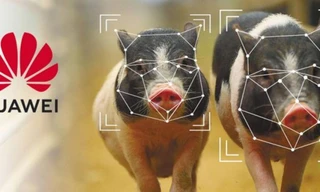 Huawei sẽ sử dụng công nghệ cao vào chăn nuôi lợn 