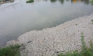 Cá chết nổi trắng hồ 