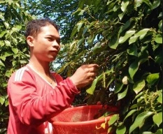 Anh Nguyễn Vũ Phong thu hoạch tiêu ẢNH: HÒA HỘI 