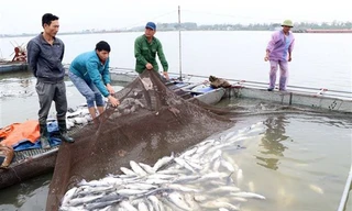 Tôm cá trên sông Mã chết bất thường