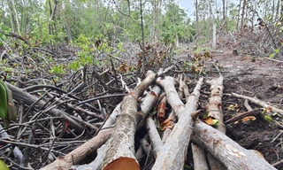 Một khu rừng đước tại thị trấn Kiên Lương bị chặt phá. Ảnh: Hồng Lĩnh