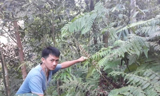 Lù A Kiều đang tìm tổ ong đất