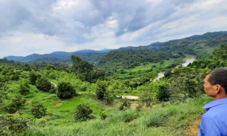 Cây “tỷ đô” thành miếng mồi ngon cho các chiêu “đa cấp” Ảnh: HH mắc ca VN 