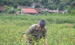 Nông dân Lạng Sơn nhọc nhằn trồng ớt mà sản phẩm đang bí “đầu ra” Ảnh: Duy Chiến 