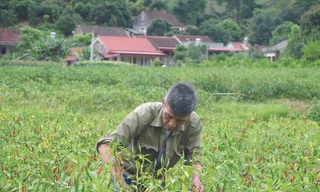 Nông dân Lạng Sơn nhọc nhằn trồng ớt mà sản phẩm đang bí “đầu ra” Ảnh: Duy Chiến 