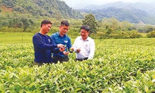 Cán bộ Tỉnh đoàn Nghệ An, Tổng đội TNXP 5 kiểm tra cây trồng chủ lực của các hộ đội viên