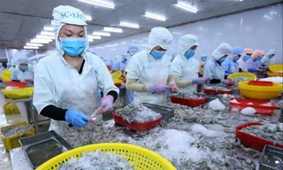 Theo Bộ NN&PTNT, xuất khẩu tôm năm nay có thể đạt kim ngạch hơn 4 tỷ USD, tăng 15% so với năm ngoái 