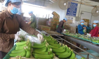  Đẩy mạnh khâu chế biến sau thu hoạch đang là cách làm hiệu quả của DN xuất khẩu (thu hoạch chuối tại Công ty Huy Long An) Ảnh: U.P