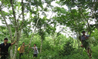 Dưới vòm sưa của người A Rem