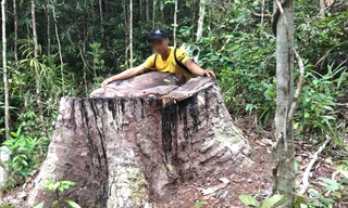  PV Tiền Phong trực tiếp xâm nhập vụ hủy hoại rừng ở Gia Lai 