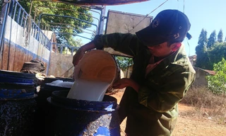 Công nhân thu gom mủ cao su Ảnh minh họa của vũ long