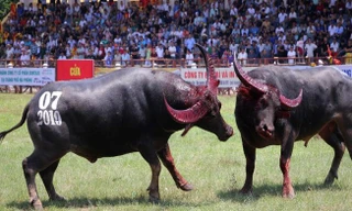 Trâu số 7 chiến thắng trận chung kết