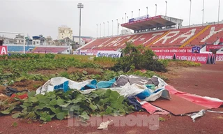 Khu vực sau cầu môn khán đài C sân Lạch Tray (Hải Phòng) được tận dụng trồng rau, hiện đã được dọn. ảnh: Hoàn Nguyễn 