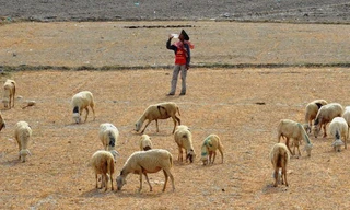 Hạn hán kỷ lục năm 2015 có thể tái xuất trong vụ đông xuân 2019-2020