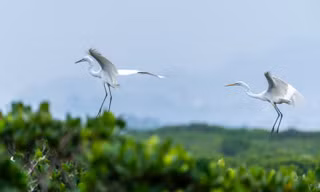 Cò lũ lượt về làm tổ đẻ trứng tại rừng ngập mặn ở Hạ Long