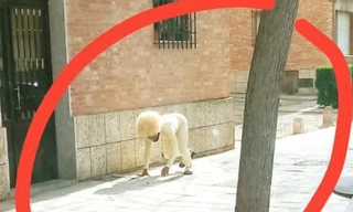 “Tuần lễ thời trang Cô-vy 2020”: Ngàn kiểu ra đường mùa dịch không thể “lồng lộn” hơn