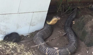 Sẽ thả cặp rắn hổ mây "khủng" về núi Cấm. 