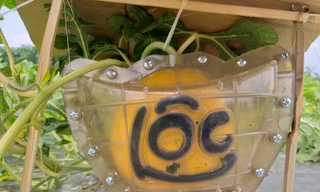 Dưa hấu thỏi vàng giá 600 ngàn đồng/trái vẫn hút người mua