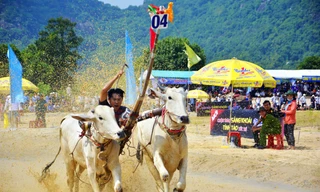 Có gì bên trong Hội đua bò Bảy Núi khiến 2 vạn người đội nắng đến xem?