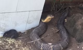 Xác định thời gian thả cặp rắn hổ mây 'khủng' về tự nhiên