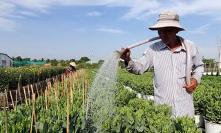 Cần Thơ: Đìu hiu vụ hoa Tết