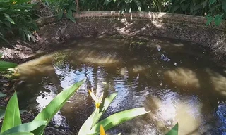 Kì lạ, 'ao nước sôi' gần trăm tuổi ở Vĩnh Long
