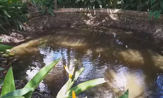 Kì lạ, 'ao nước sôi' gần trăm tuổi ở Vĩnh Long