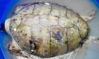  Cá thể Vích nặng 80kg mắc vào lưới được ngư dân thả về biển - Ảnh: Dân việt