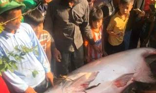 Ngư dân miền Tây bắt được cá tra dầu 'khổng lồ'