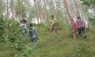 Dân thiếu đất sản xuất vì nông lâm trường